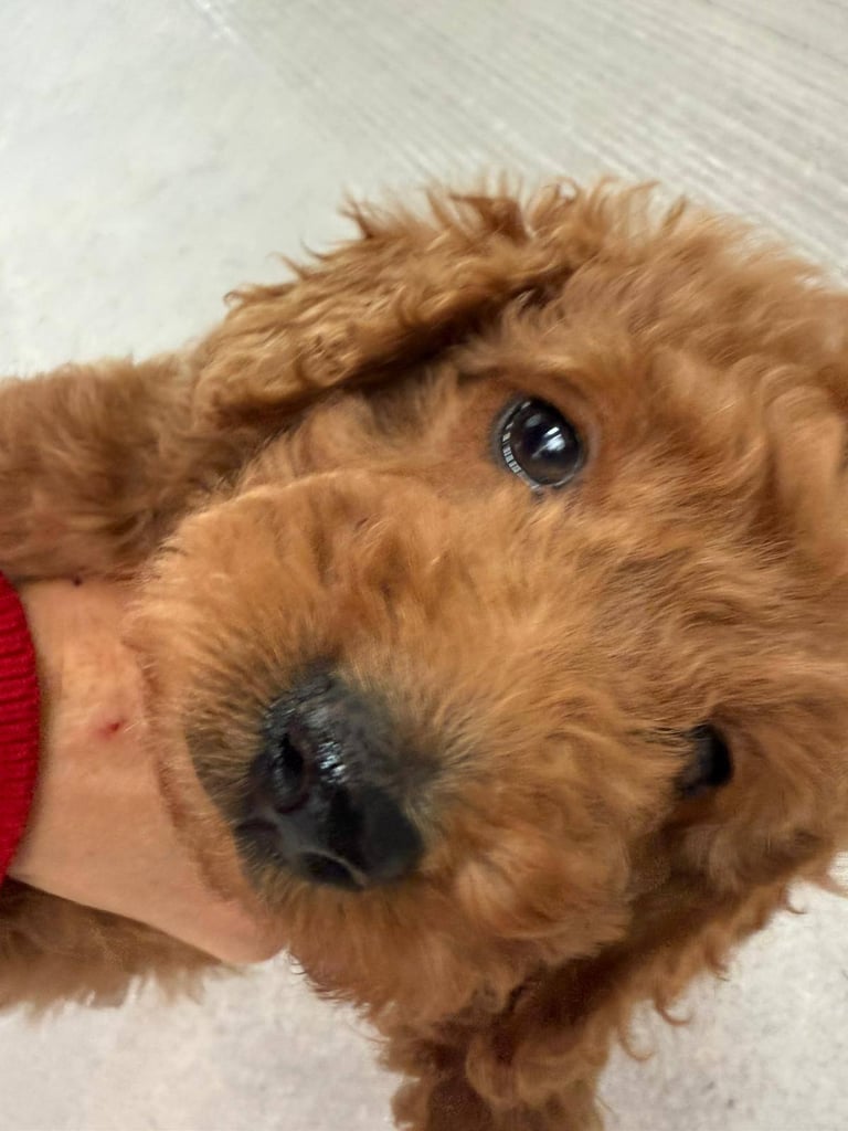 2 Gorgeous F2 Cockapoo puppies for sale 