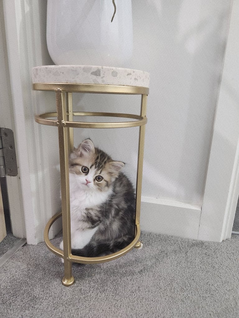 Pure persian doll face chinchilla kitten 