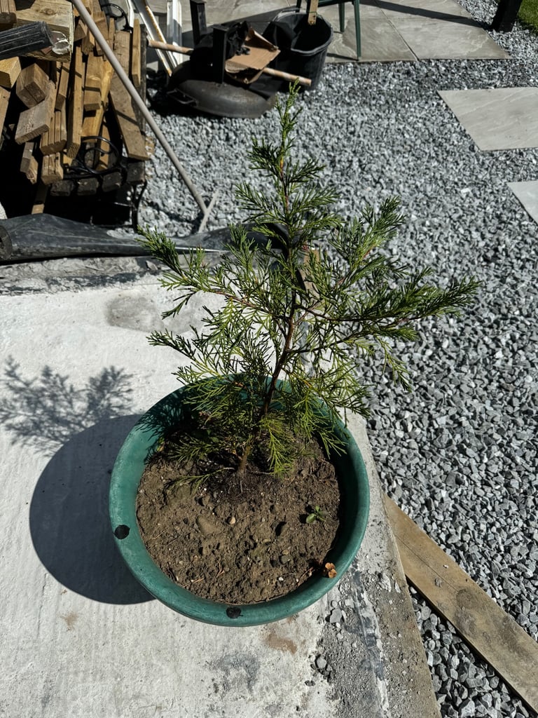 Leylandii Conifer Tree