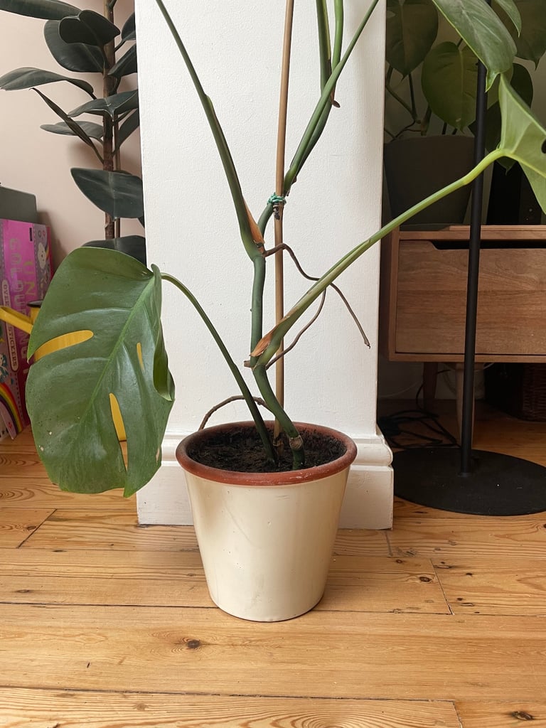 Monstera