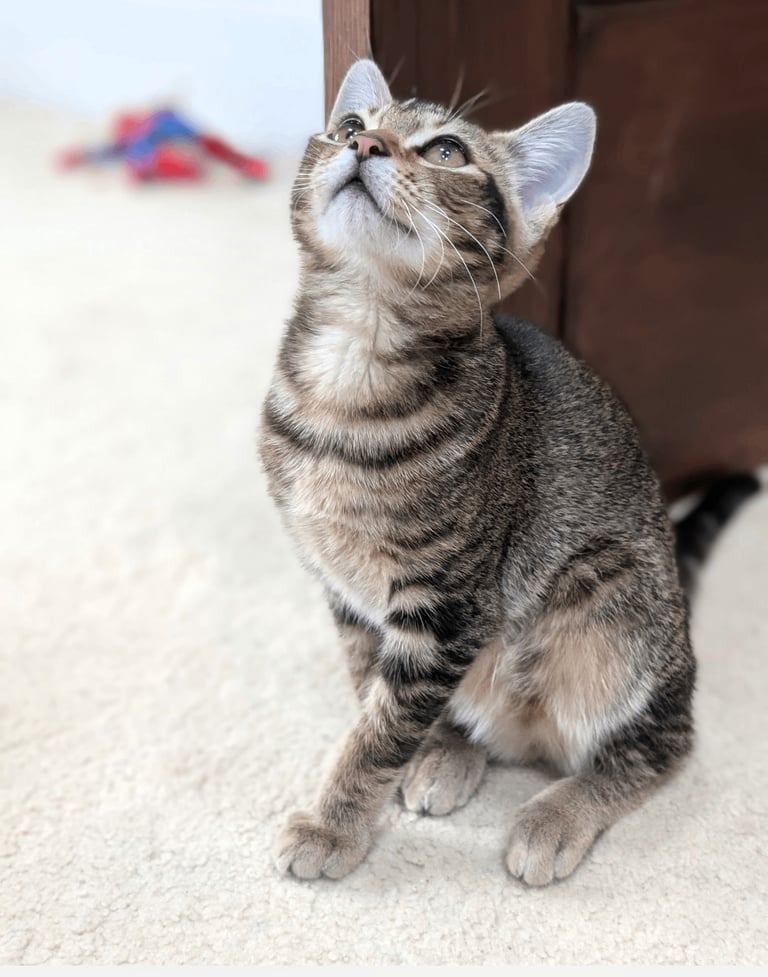 Adorable 5 months old female kitten. Fully toilet trained, playful, great with kids.