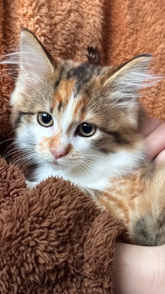 Kittens for sale