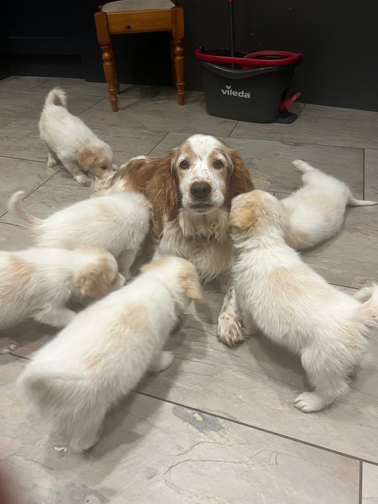 [Last Few] Rare Samshie puppy Litter (Samoyed x Welshie)