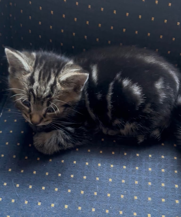 Ragdoll cross kittens 