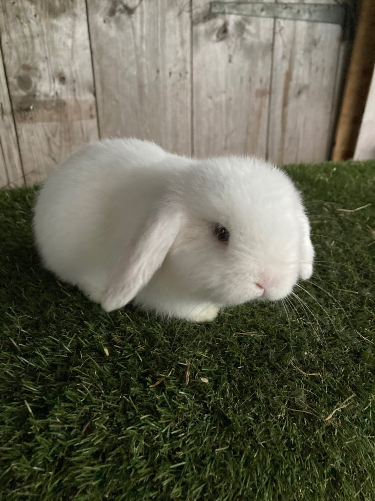 Purebred mini lops