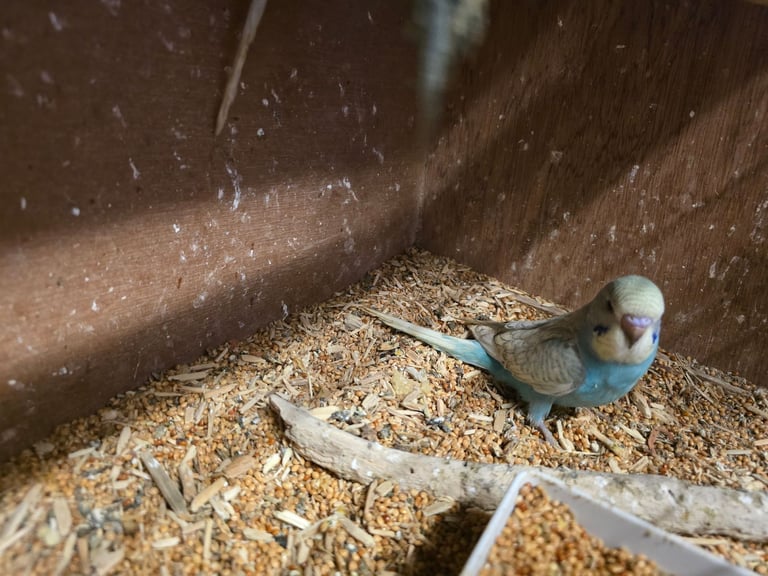 Baby Budgies For Sale