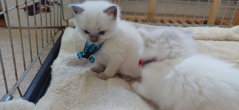 image for Beautiful kittens Ragdoll only 2 left