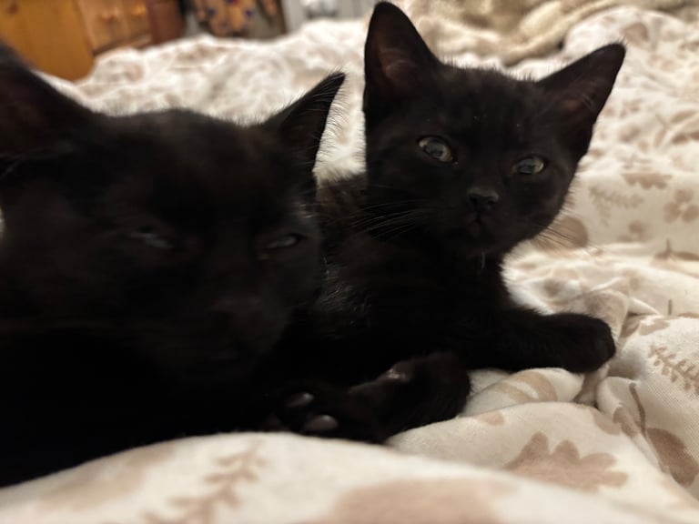 British shorthair x kittens 1 beautiful boys left 