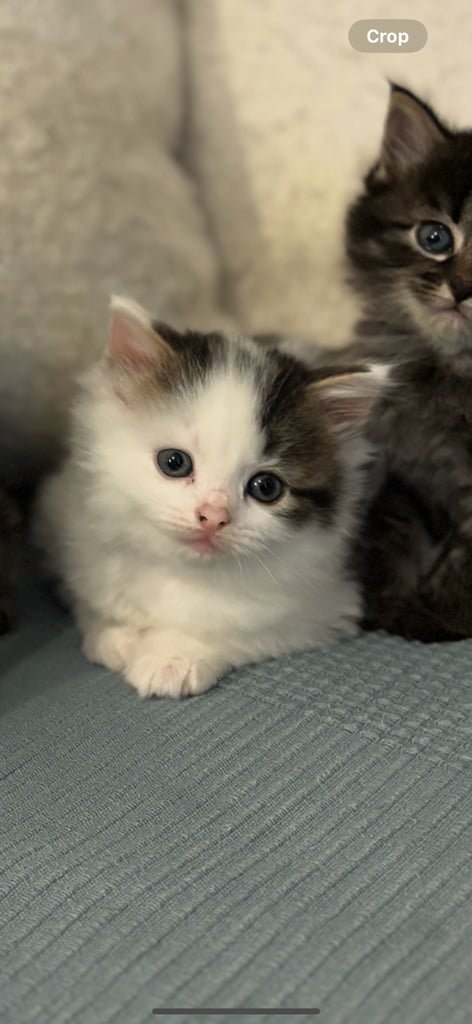 kittens 