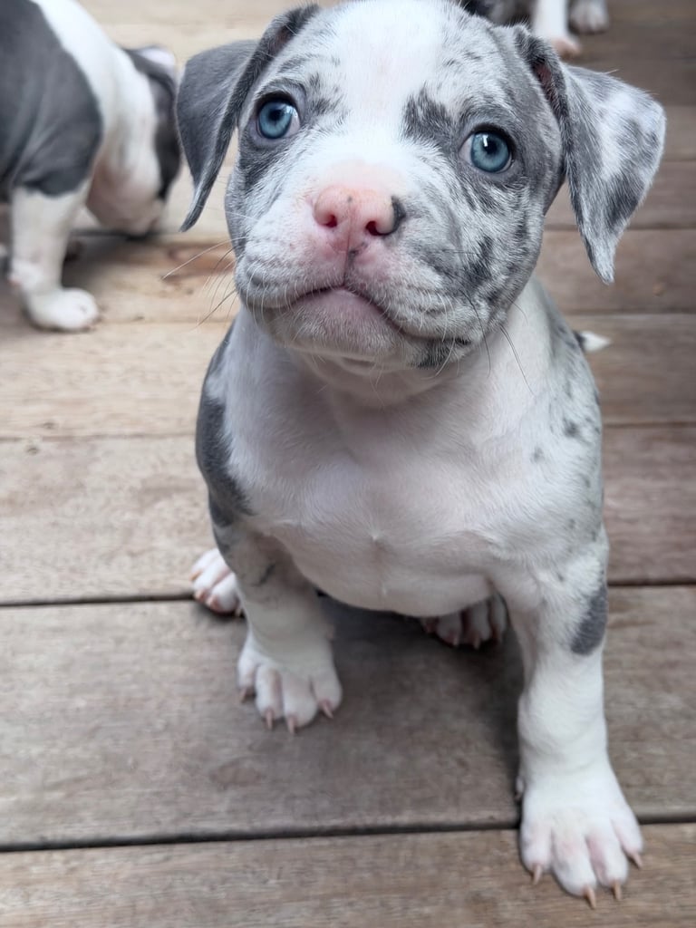 Abkc Pocket Bully X Abkc classic Bully puppies