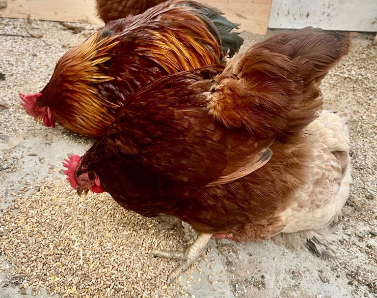 Rhode Island Red Chickens 