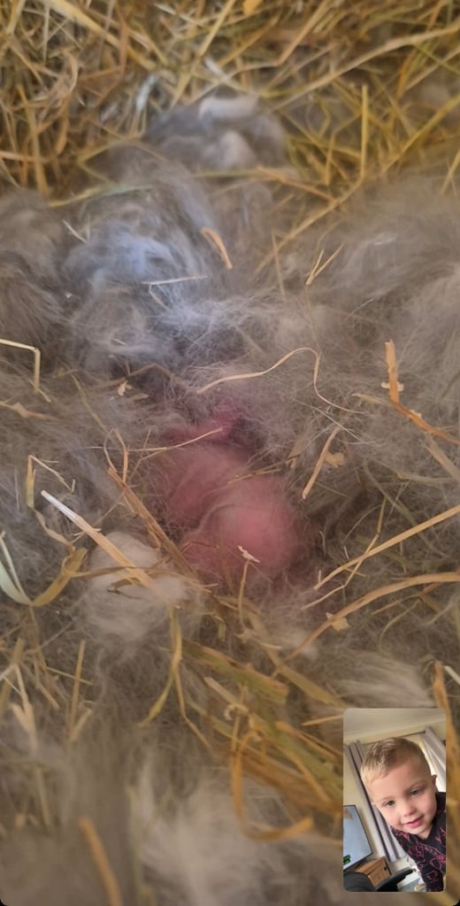 Stunning baby mini lop rabbits for sale 