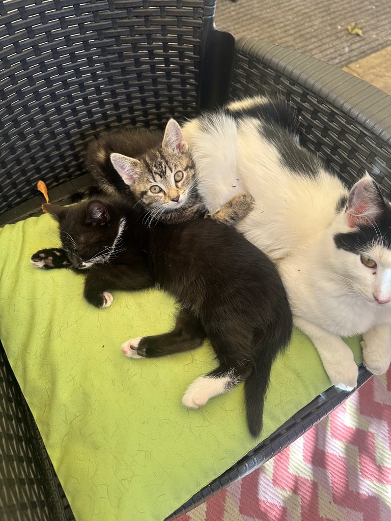 image for Adorable Kittens Ready for Their Forever Homes 🐾