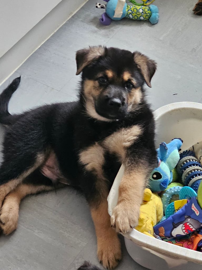 German Shepherds Boy