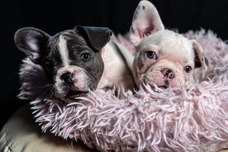 Willow’s amazing French bulldog female puppies on 2 girls available now 