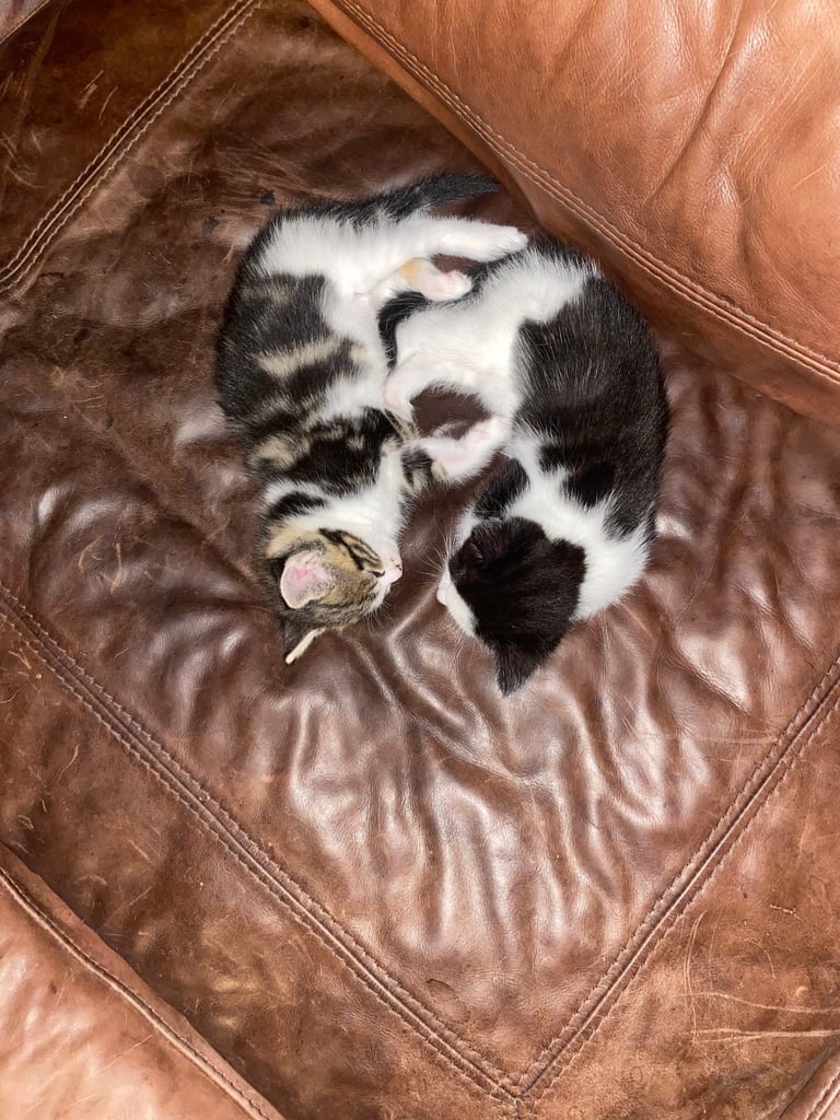 2 gorgeous little girls looking for their forever homes 
