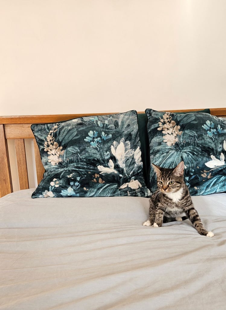 2 beautiful female tabby kittens for sale