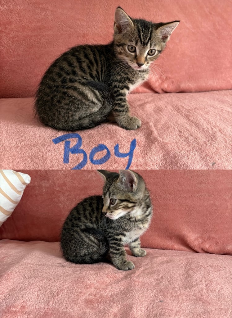 image for 2 Male tabby kittens ready to leave now