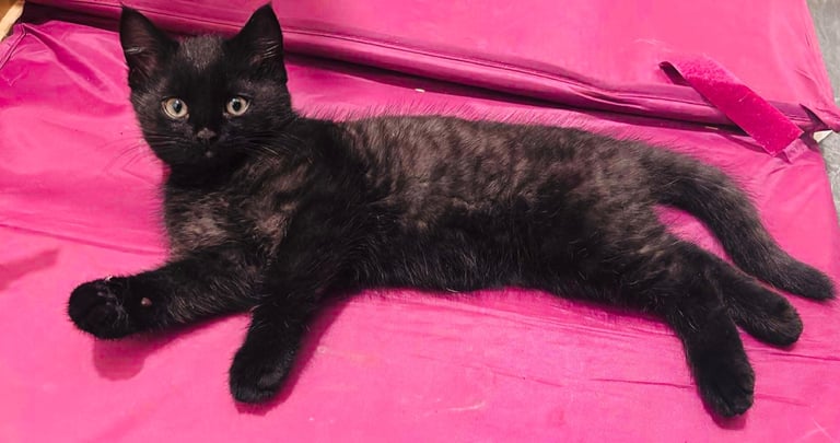 1 female  & 1 male kitten for sale 