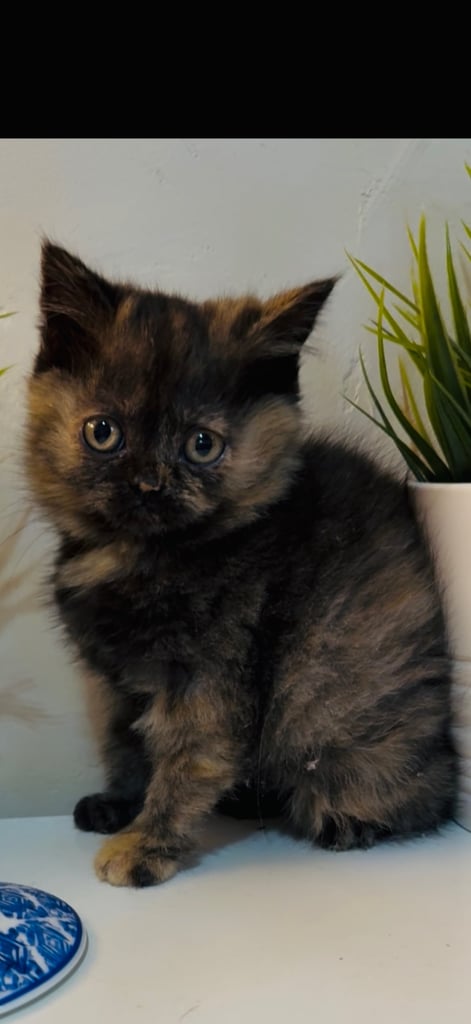 2 female cats and 1 male British shorthair and 1 kitten persian cross British shorthair