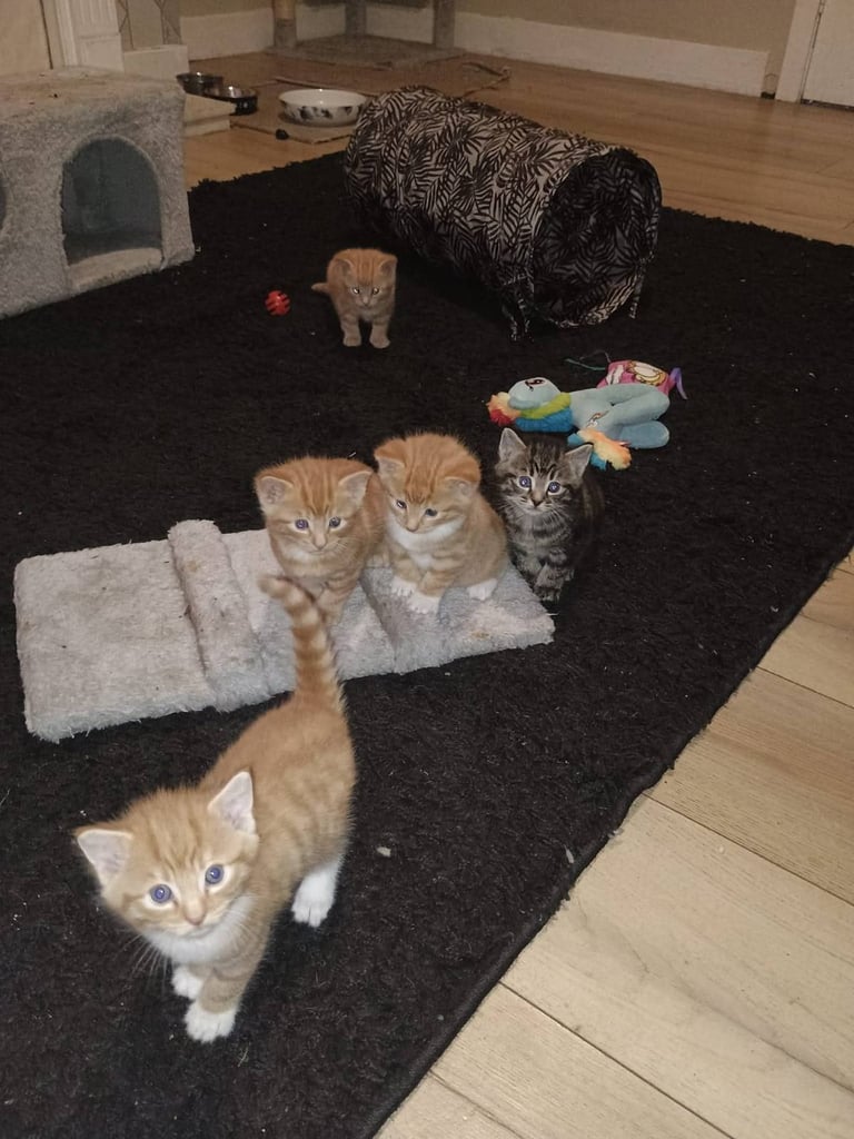 Kittens READ DESCRIPTION 