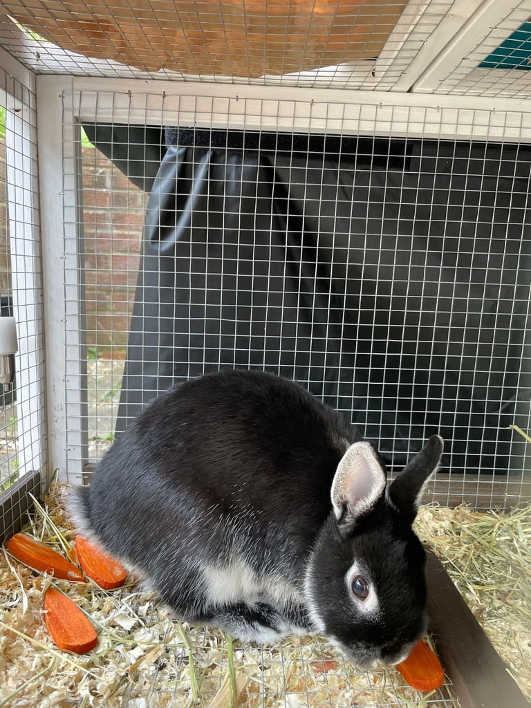 Netherland Dwarf Rabbit, including cage 