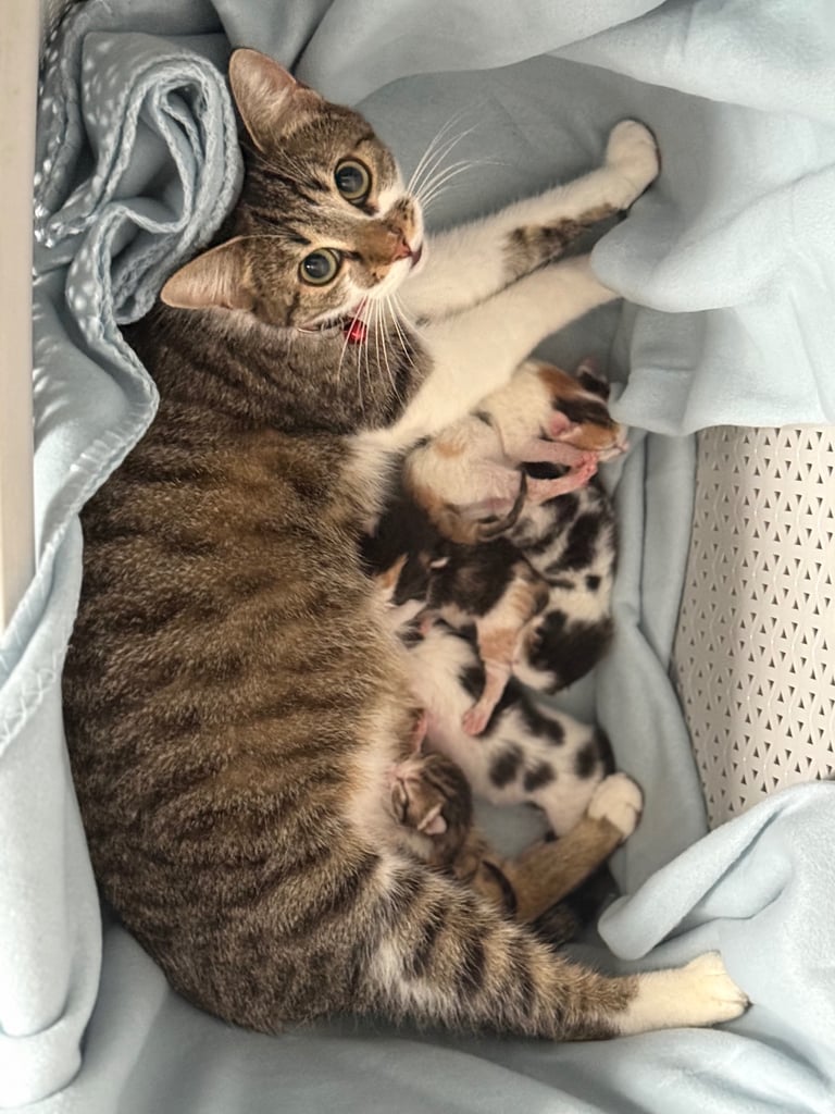 5 female kittens for sale 
