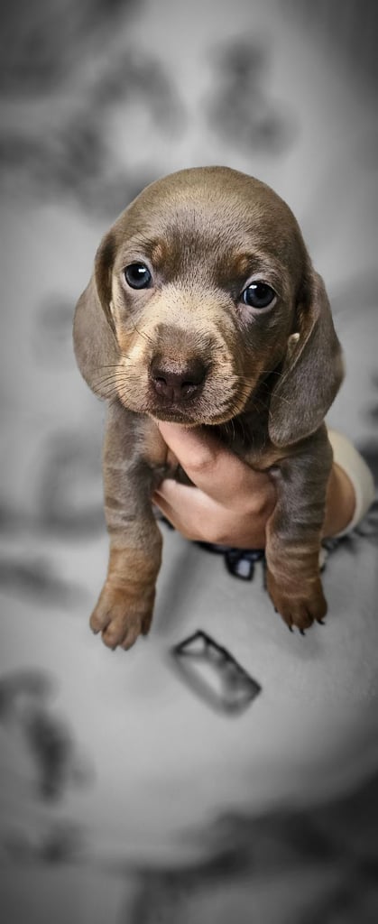 Dashhound puppies 