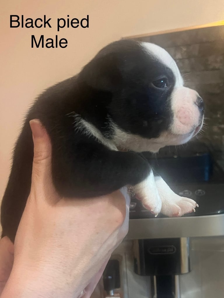 Pedigree pocket bully pups for sale! 