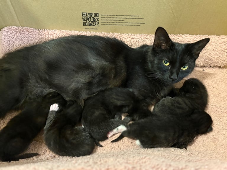 5 male Kittens 