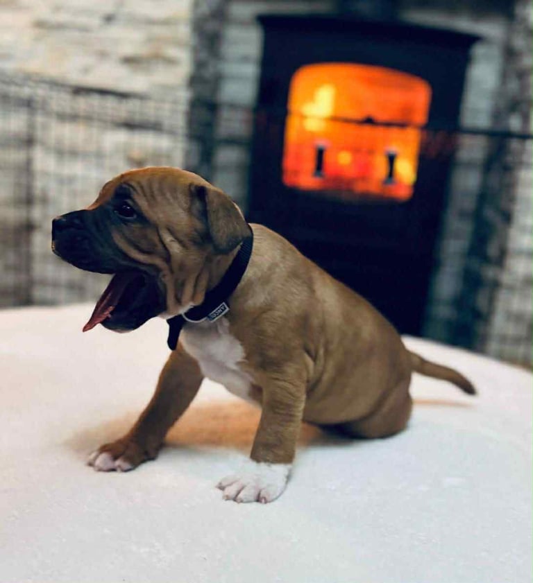 KC registered Staffordshire Bull Terrier Pups