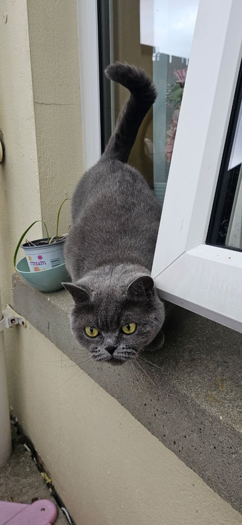 British short hair cats