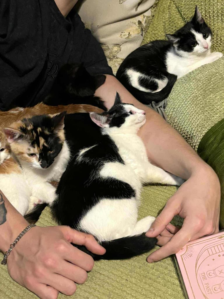 5 mixed beautiful and lovely kittens 