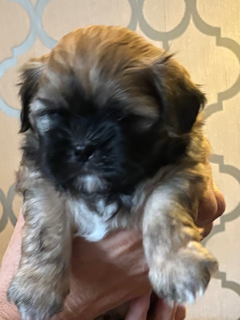 Two stunning shitzu pups 