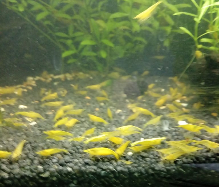 Yellow goldback shrimp