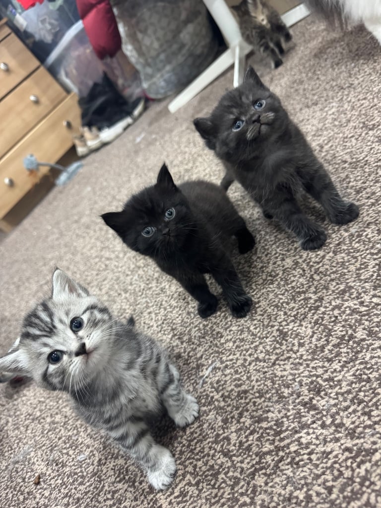 BRITISH SHORT HAIR KITTENS