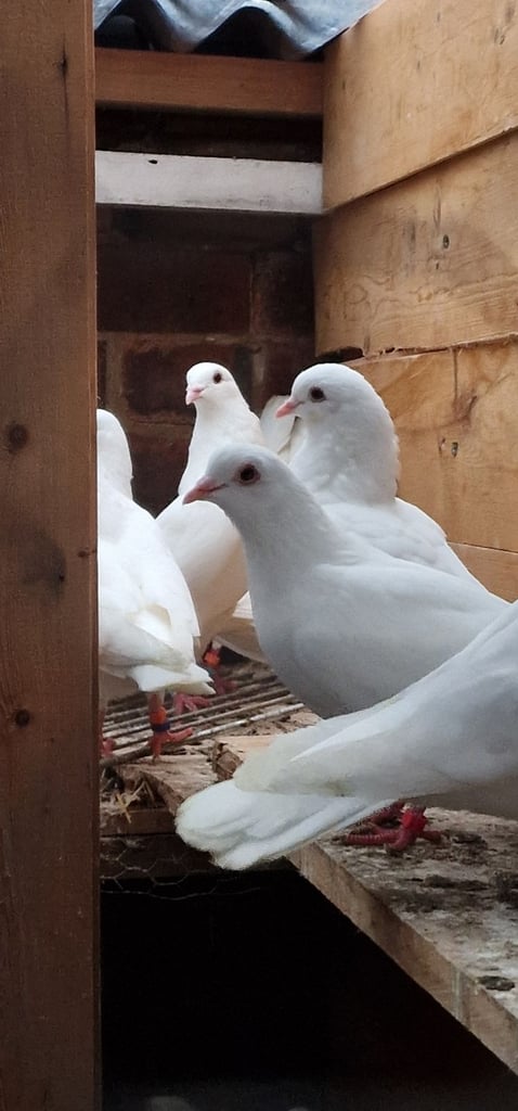 White Pigeons  for sale  