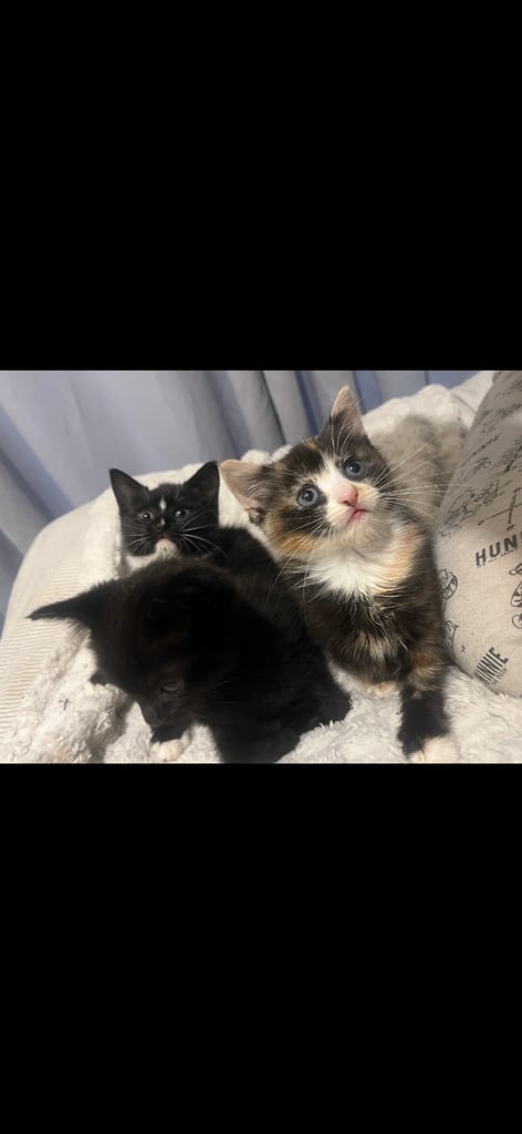Beautiful kittens