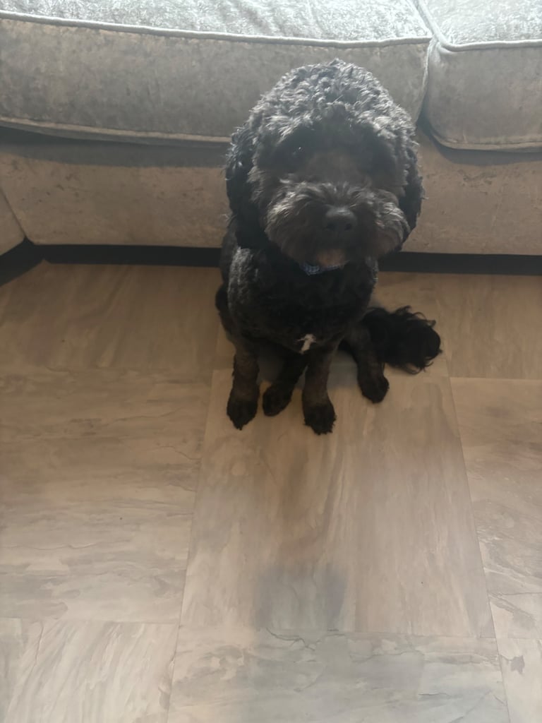 image for Friendly 2-Year-Old Cavapoo – Family Dog, House-Trained, Ready Now