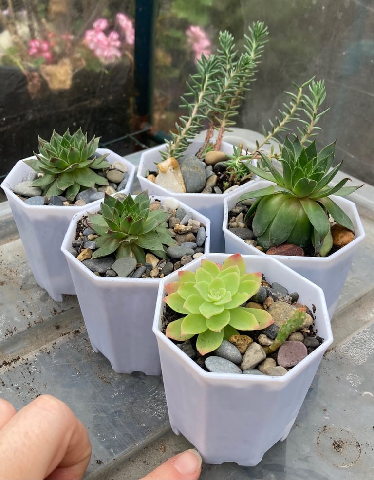image for Pretty succulent plants very easy to care for 