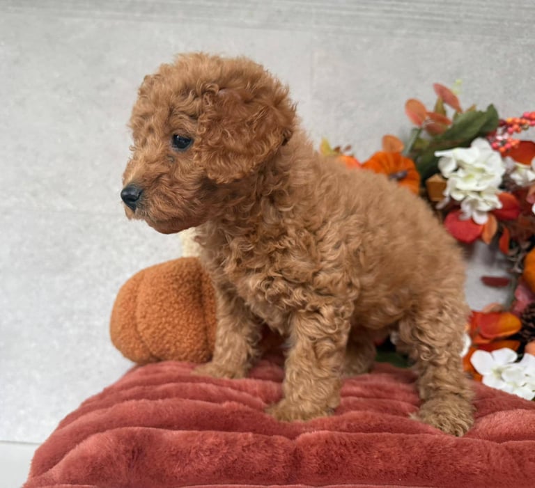 2 Gorgeous F2 Cockapoo puppies for sale 