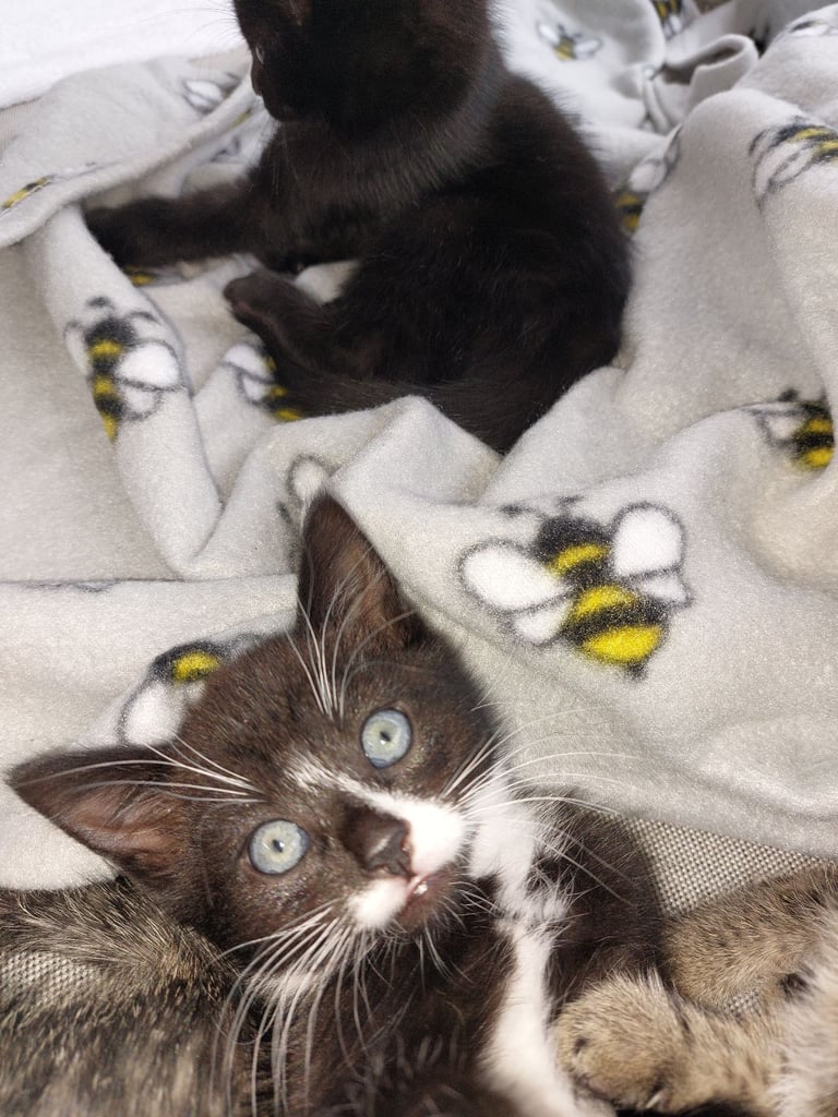 4 gorgeous kittens for sale. 