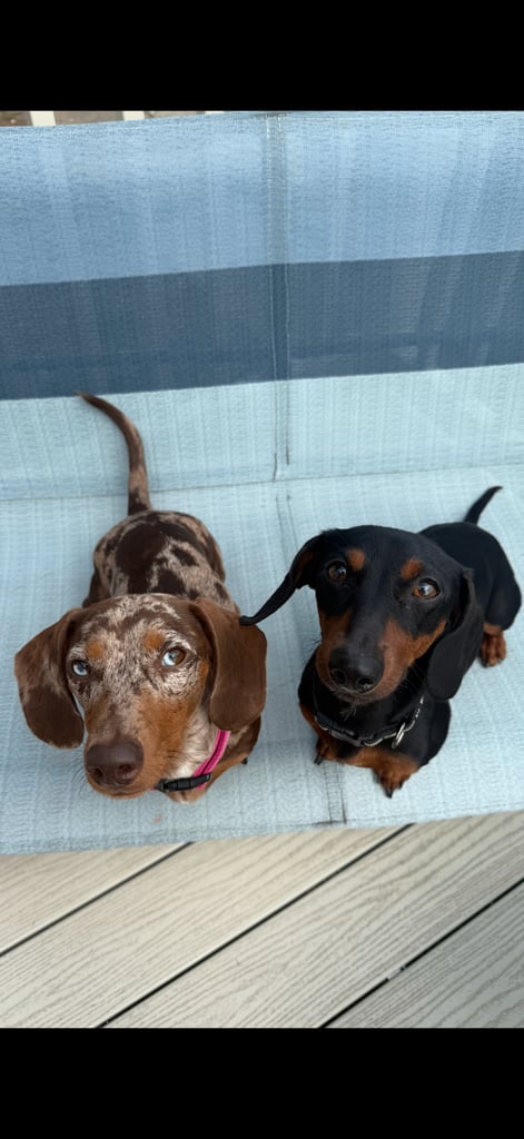 Miniature dachshund puppies 