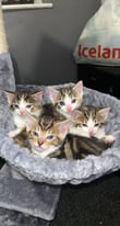 Kitten For Sale 