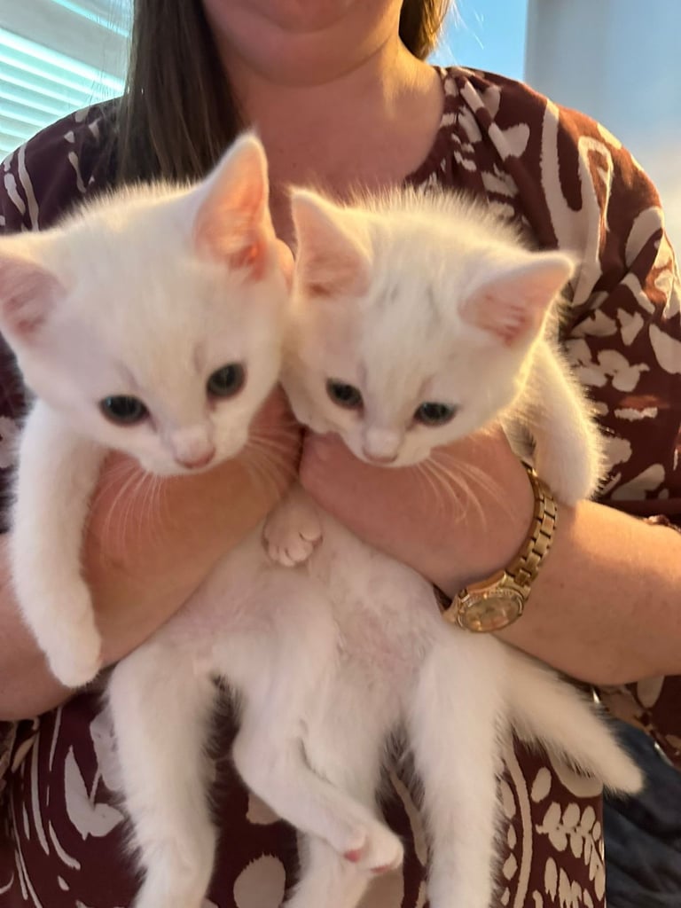 8 beautiful shorthair kittens