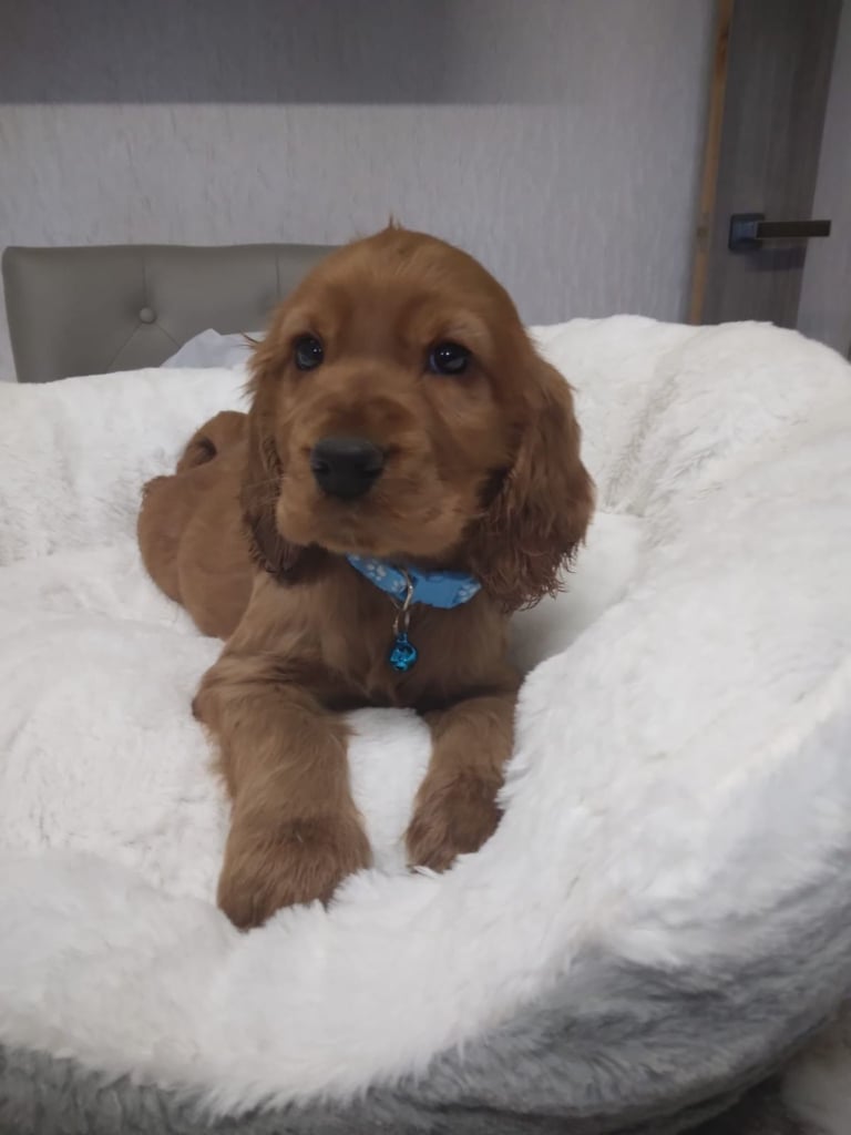 Cocker spaniel