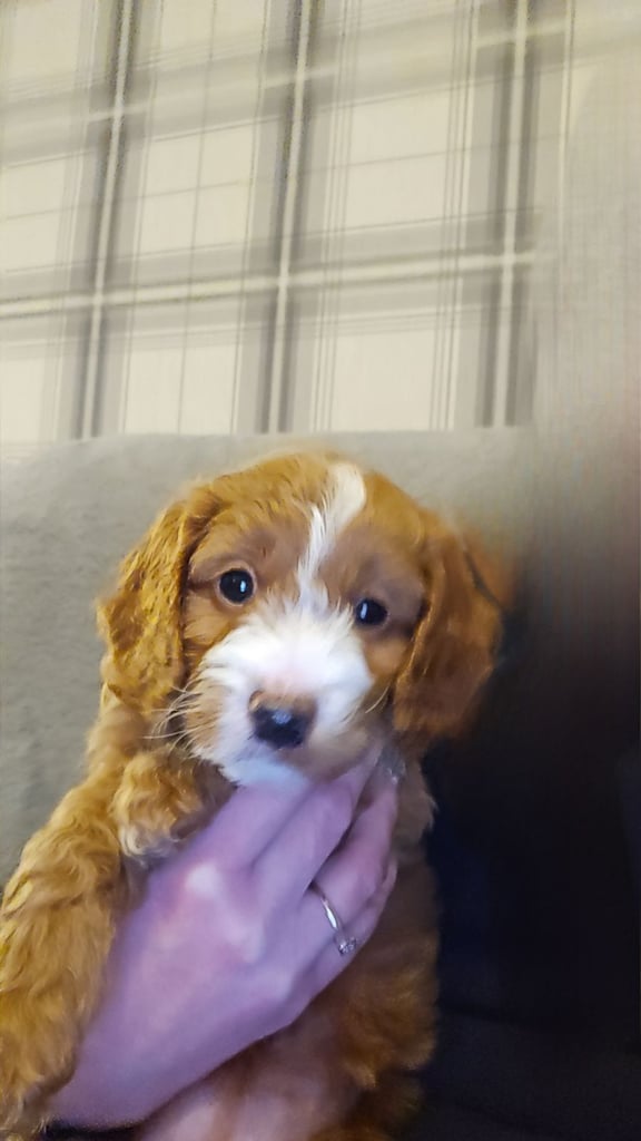 F1 Cockapoo