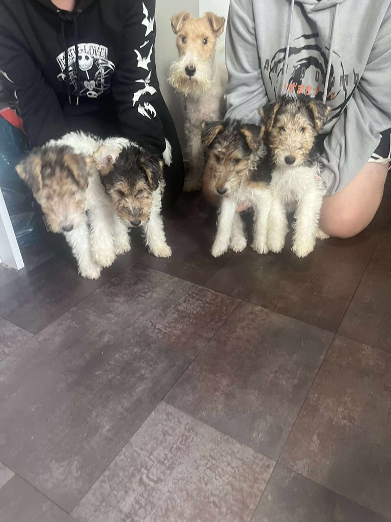 KC Reg Wire Fox Terrier Puppies - READY NOW