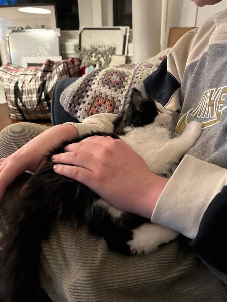 Affectionate black and white male kitten!