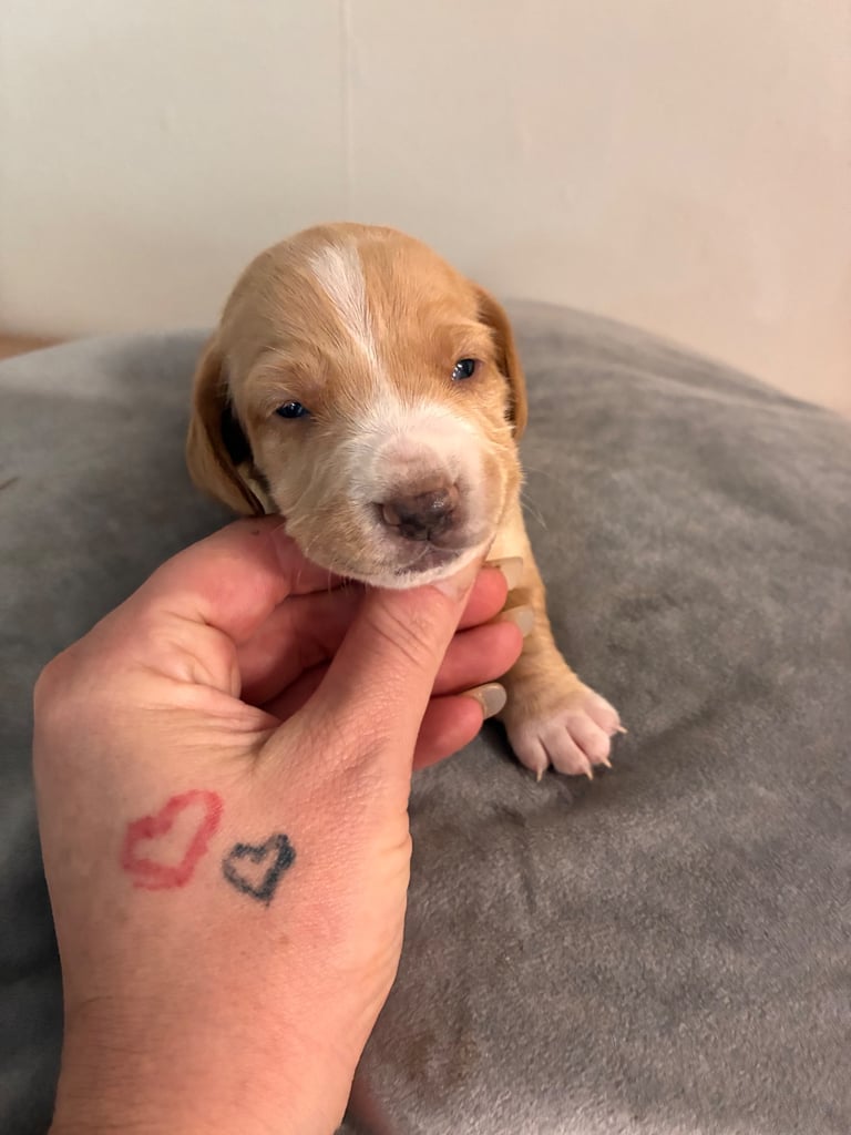 🐶 Gorgeous Dachshund Pups Looking for Homes – 25th Oct ✨